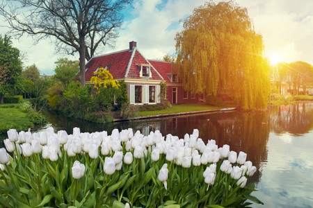 Landscape of Netherlands bouquet of tulips and windmills in the Netherlands.の写真素材