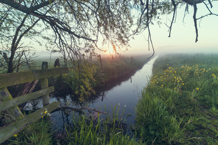 thick morning fog in the summer forest.の写真素材