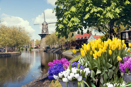 Landscape with tulips, traditional dutch windmills and houses near the canal in Zaanse Schans, Netherlands, Europeの写真素材