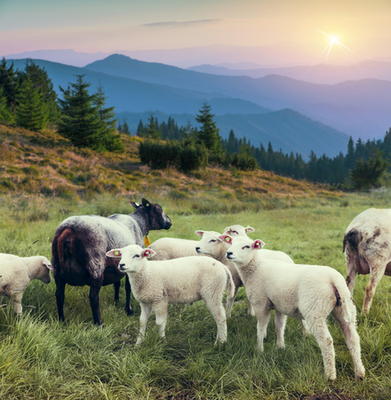 sheep within a mob turn to check out the photographerの写真素材