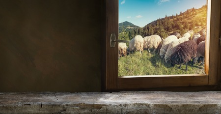 High in the mountains at sunset shepherds graze cattle among the panorama of wild forests fields of the Carpathians. Sheep provide wool, milk meat for agriculture Traditional economy Highlandersの写真素材