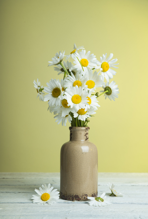 bunch of fresh camomile flowers on blue backgroundの写真素材