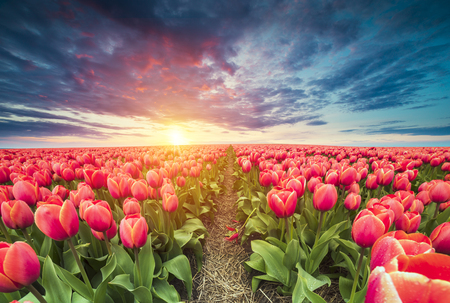 Majestic dawn over beautiful field of tulip flowers and windmill, traditional Holland landscapeの写真素材