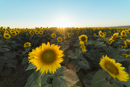 field of blooming sunflowers on a background sunsetの写真素材