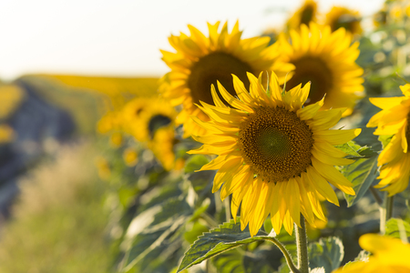 field of blooming sunflowers on a background sunsetの写真素材