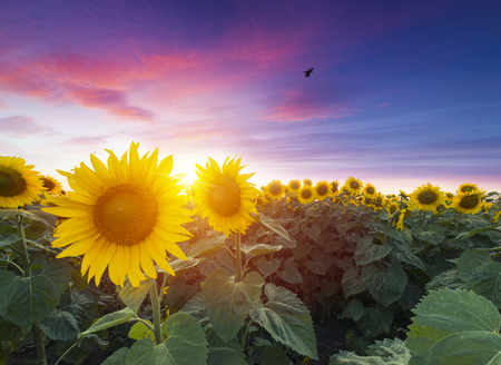 field of blooming sunflowers on a background sunsetの写真素材