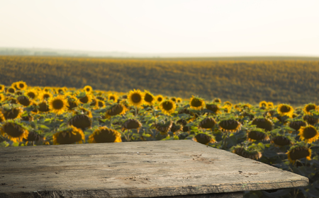 sunflower seeds in sack. Sunflower seeds in burlap bag on wooden table with field of sunflower on the background. Sunflower field with blue sky. Photo with copy space area for a textの写真素材