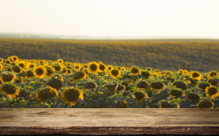sunflower seeds in sack. Sunflower seeds in burlap bag on wooden table with field of sunflower on the background. Sunflower field with blue sky. Photo with copy space area for a textの写真素材