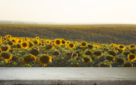 sunflower seeds in sack. Sunflower seeds in burlap bag on wooden table with field of sunflower on the background. Sunflower field with blue sky. Photo with copy space area for a textの写真素材