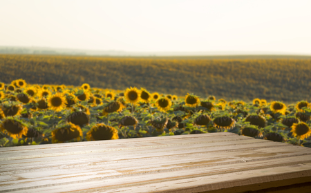 sunflower seeds in sack. Sunflower seeds in burlap bag on wooden table with field of sunflower on the background. Sunflower field with blue sky. Photo with copy space area for a textの写真素材