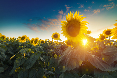 field of blooming sunflowers on a background sunsetの写真素材