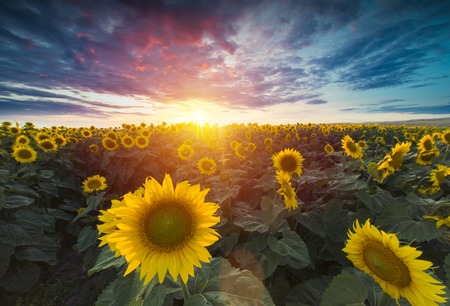 field of blooming sunflowers on a background sunsetの写真素材