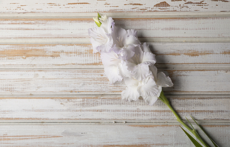 Beautiful gladiolus on wooden backgroundの写真素材