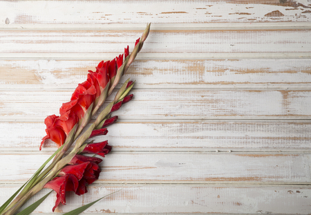 Beautiful gladiolus on wooden backgroundの写真素材