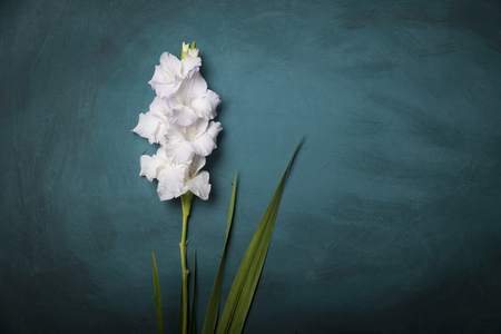 Beautiful gladiolus on wooden backgroundの写真素材