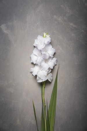 Beautiful gladiolus on wooden backgroundの写真素材