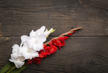 Beautiful gladiolus on wooden backgroundの写真素材