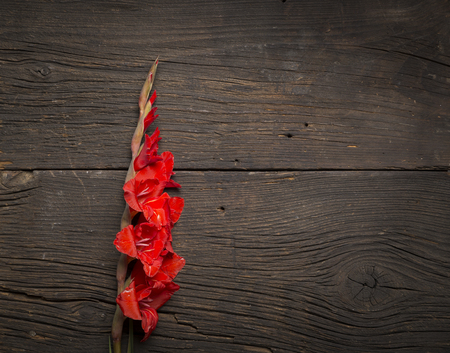 Beautiful gladiolus on wooden backgroundの写真素材
