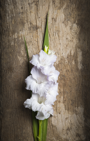 Beautiful gladiolus on wooden backgroundの写真素材