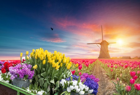 Landscape with tulips, traditional dutch windmills and houses near the canal in Zaanse Schans,...
