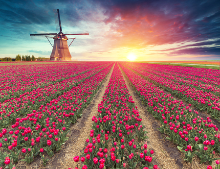 Windmill at sunrise in Netherlands. Traditional dutch windmill, green grass, fence against colorful sky with clouds. Rustic panoramic landscape in the sunny morning in Holland. Rural scene. Travelの写真素材