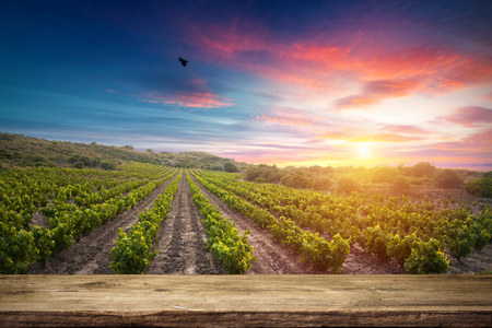 Red wine with barrel on vineyard in green Tuscany, Italyの写真素材