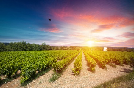 Red wine with barrel on vineyard in green Tuscany, Italyの写真素材