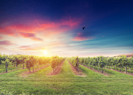 Red wine with barrel on vineyard in green Tuscany, Italyの写真素材