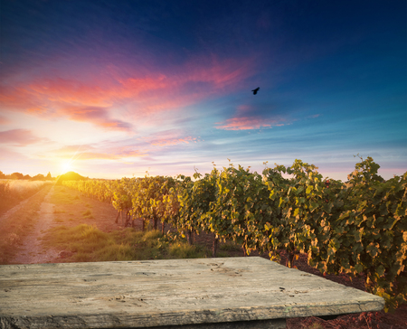 Red wine with barrel on vineyard in green Tuscany, Italyの写真素材