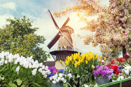 Landscape with tulips, traditional dutch windmills and houses near the canal in Zaanse Schans, Netherlands, Europeの写真素材
