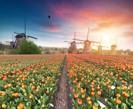Landscape with tulips, traditional dutch windmills and houses near the canal in Zaanse Schans, Netherlands, Europeの写真素材