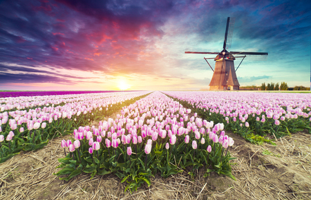 Landscape with tulips, traditional dutch windmills and houses near the canal in Zaanse Schans, Netherlands, Europeの写真素材