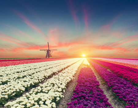 The road leading to the Dutch windmills from the canal in Rotterdam. Holland. Netherlands.の写真素材