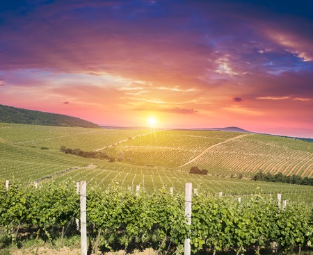 Ripe wine grapes on vines in Tuscany, Italy. Picturesque wine farm, vineyard. Sunset warm light.の写真素材