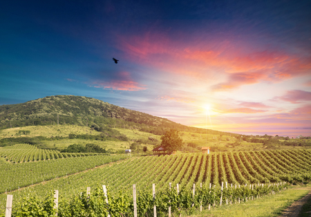 Ripe wine grapes on vines in Tuscany, Italy. Picturesque wine farm, vineyard. Sunset warm lightの写真素材