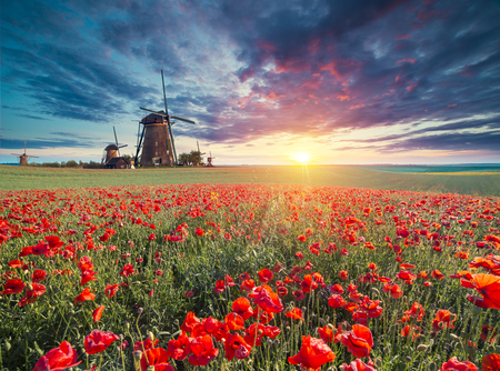 Flowers Red poppies blossom on wild field. Beautiful field red poppies with selective focus. soft light. Natural drugs. Glade of red poppies. Lonely poppy. Soft focus blurの写真素材