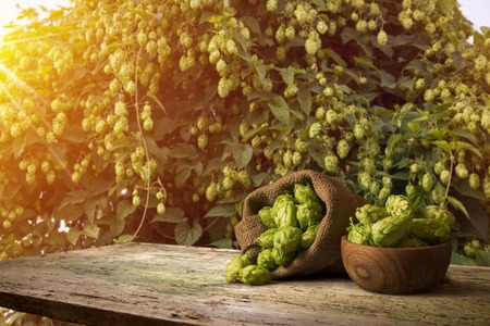 Still life with a keg of beer and hops.の写真素材