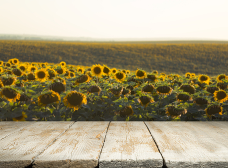 sunflower seeds in sack. Sunflower seeds in burlap bag on wooden table with field of sunflower on...