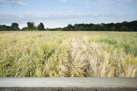 Wooden board table in front of a field of wheat on sunset light. Ready for product display montageの写真素材