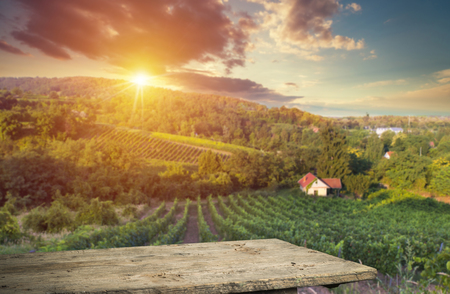 Ripe wine grapes on vines in Tuscany, Italy. Picturesque wine farm, vineyard. Sunset warm lightの写真素材