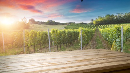 Red wine with barrel on vineyard in green Tuscany, Italyの写真素材