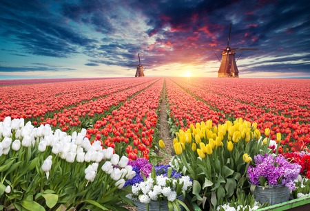 Dramatic spring scene on the tulip farm. Colorful sunset in Netherlands, Europe.の写真素材
