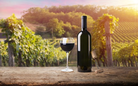 Extra wide panoramic shot of a summer vineyard shot at sunsetの写真素材