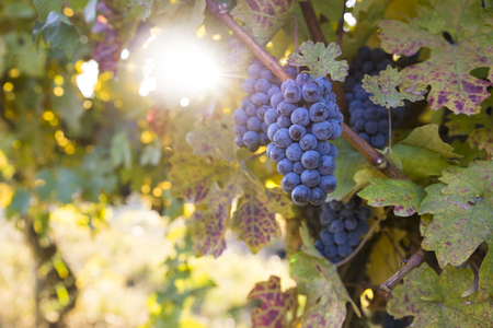 Blue grapes in a vineyard at sunset, toned imageの写真素材