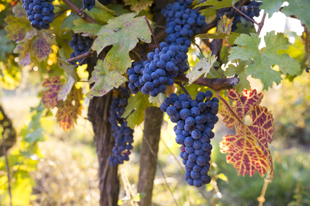 Blue grapes in a vineyard at sunset, toned imageの写真素材