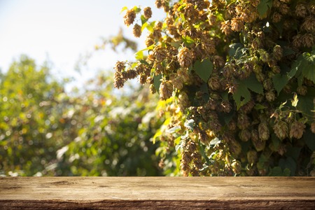 Fresh green hops on a old wooden barrelの写真素材
