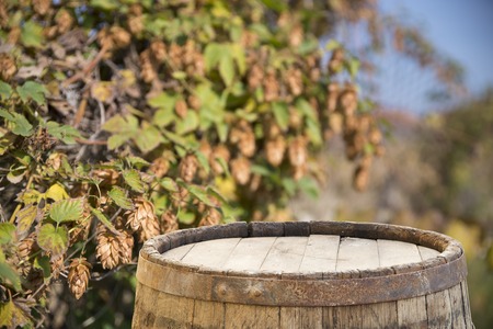Fresh green hops on a old wooden barrel