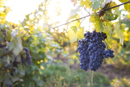 Vineyards at sunset in autumn harvest. Ripe grapes in fall.