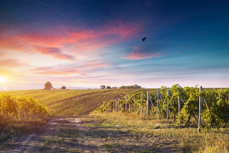 Red wine with barrel on vineyard in green Tuscany, Italyの写真素材