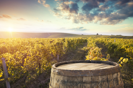 Red wine with barrel on vineyard in green Tuscany, Italyの写真素材